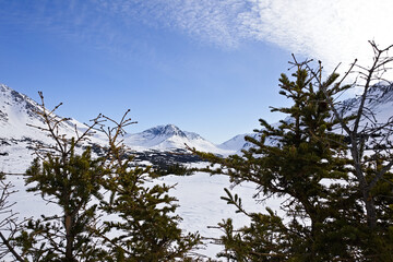 Snow-covered evergreens frame a bright view of the Chugach Mountains, with a wide frozen valley, blue sky, and textured clouds stretching over the alpine landscape.