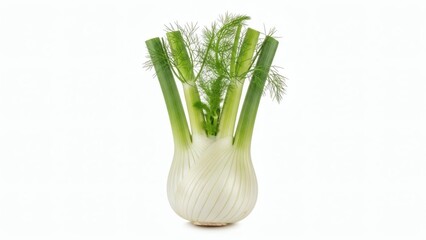 Whole Fennel Bulb with Stalks Isolated on White Background, Shadowless