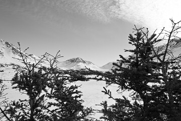 Fototapeta premium A monochrome winter view of the Chugach Mountains framed by snow-covered evergreens, with a frozen valley and textured clouds stretching beneath distant peaks.