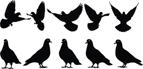Flying and Standing Pigeon Silhouette Vector Set, Detailed Black Icons of Urban Birds with Spread Wings, Action Poses for Wildlife, Peace, and Avian Design Elements Collection