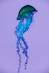 Blue jellyfish with long flowing tentacles floating in violet water