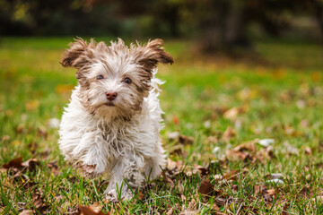 Fluffy Havanese puppy running on green grass with autumn leaves in a bright park