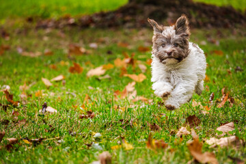 Playful Havanese puppy joyfully running on green grass with autumn leaves in the park