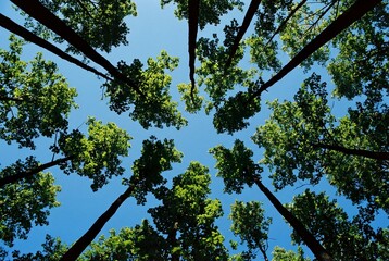 Low angle view looking up at green forest canopy with tall tree trunks against clear blue sky
