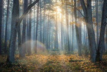 Misty autumn forest with golden sunlight beaming through tall trees onto fallen leaves and moss