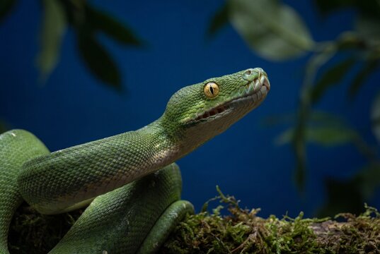 Emerald green tree python snake with yellow eyes coiled on mossy branch against dark blue background