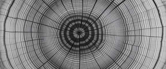 Fototapeta premium Close up of aged tree rings showing growth patterns and texture