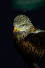 Fototapeta premium retrato de un aguila en fondo oscuro