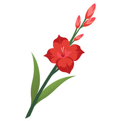 gladiolus flower isolated on white