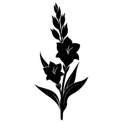 gladiolus flower silhouette on white background