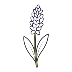 Fototapeta premium white flower isolated on white