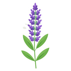 Obraz premium russian sage flower branch isolated on white