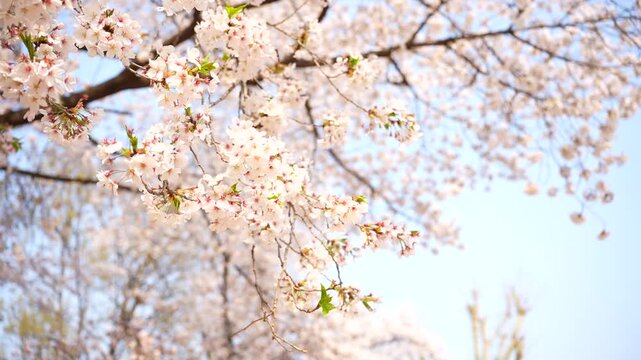 산들바람에 흔들리며 떨어지는 분홍빛 벚꽃잎 클로즈업