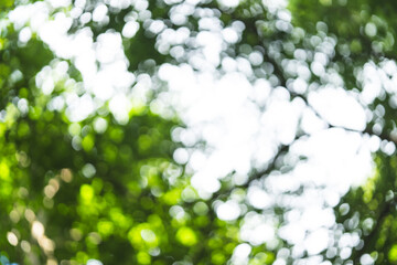 Blurred green nature bokeh background with bright sunlight through leaves in tropical forest, creating peaceful eco-friendly atmosphere for environmental, relaxation wellness
