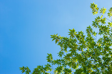 Bright Green Leaves Against a Clear Blue Sky Creating a Serene and Calm Nature Scene in Daylight