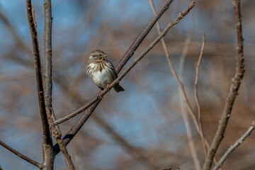 Song sparrow perched on a branch.