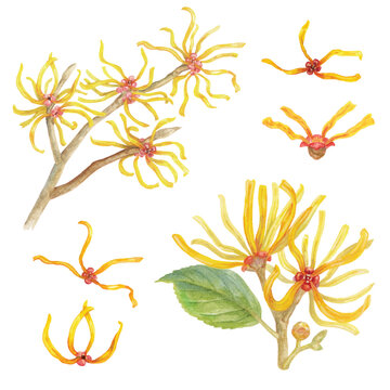 Witch hazel flowers hand painted with watercolor isolated on transparent background 