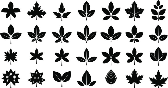 Set of various leaf silhouettes, black nature foliage icons, autumn maple tree design, botanical ecology symbol, organic plant collection, cad drawing flat vector illustration