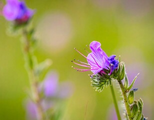 Close-up vibrant purple flower