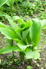 Obraz premium ウコンの花と葉