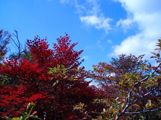 Red tree
