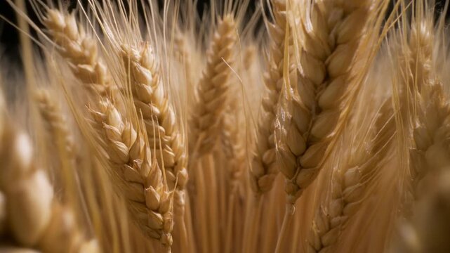 Close-up view of golden ripe wheat stalks ready for harvest, showcasing the rich texture of the grain in a field.