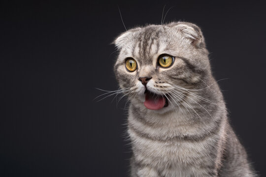 Funny Scottish Fold cat makes a disgusted or shocked facial expression. Her mouth is wide open and her tongue is visible.