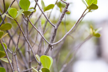 Clusia hilariana plant in a garden in Rio de Janeir.