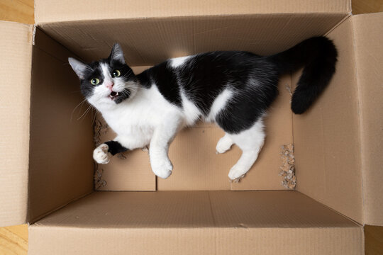 Playful tuxedo cat lies in a cardboard box and looks at the camera.
