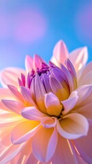 Fototapeta premium Pastel dahlia blooms against sky
