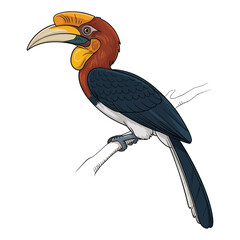 Fototapeta premium hornbill