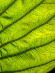 Close-up macro texture of a fresh green leaf with distinct veins and water droplets, backlit by sunlight revealing natural details.