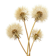 Fototapeta premium Four mature dandelion seed heads with slender stems and delicate seed structures isolated on white background