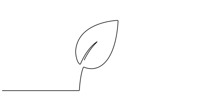 Animated self drawing of continuous line draw healthy organic tea leaves for plantation logo identity. Continuous line self draw animated. Full length single line animation. Tea leaf icon, 4K video