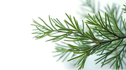 pine branch with cones and white background design 