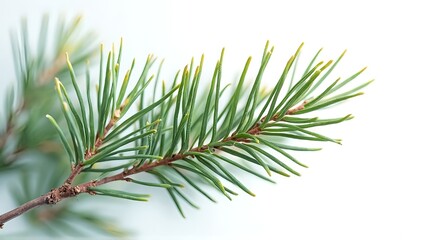 pine branch with cones and white background design 