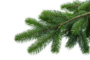 Green pine branch with needles on black background evergreen, Png, Isolated on Transparent Background, Cut Out
