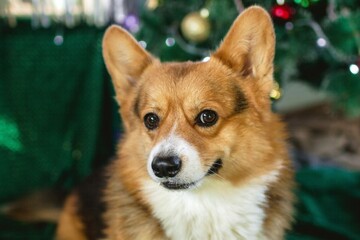 Portrait of Adorable Smiling Welsh Corgi Dog with Festive Christmas Tree Background. Holiday Cheer.