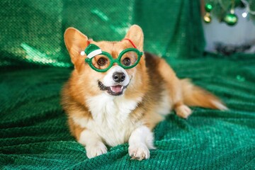Festive Smiling Corgi Posing with Holiday Green Glasses and Christmas Tree on Green Background.