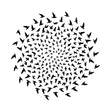 Firework flying birds explosion silhouette vector illustration