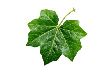 Fototapeta premium Single green ivy leaf with water droplets on black background plant nature 1, Png, Isolated on Transparent Background, Cut Out