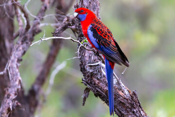 Photograph of an Australian Crimson Rosella Parrot sitting in a tree on a sunny summer day in the Blue Mountains in Australia.