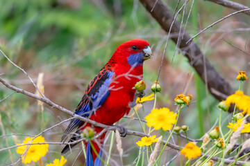 Photograph of an Australian Crimson Rosella Parrot sitting in a tree on a sunny summer day in the Blue Mountains in Australia.