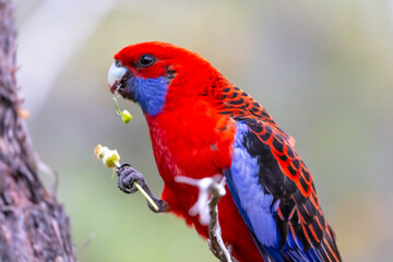 Photograph of an Australian Crimson Rosella Parrot sitting in a tree on a sunny summer day in the Blue Mountains in Australia.