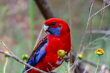 Photograph of an Australian Crimson Rosella Parrot sitting in a tree on a sunny summer day in the Blue Mountains in Australia.