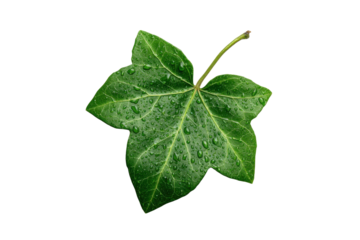 Single green ivy leaf with water droplets on black background plant nature, Png, Isolated on Transparent Background, Cut Out