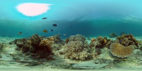 Marine life sea world. Underwater fish reef marine. Tropical colourful underwater seascape....
