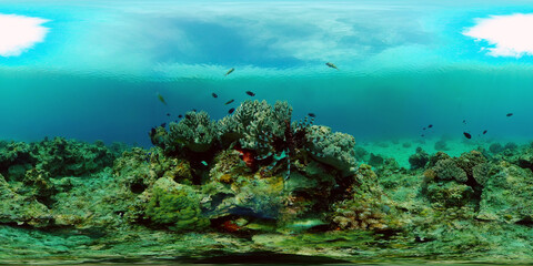Lionfish underwater. Beautiful underwater world with coral reef and tropical fishes. Colourful tropical coral reef. Philippines. Travel vacation concept 360 panorama VR