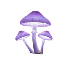 Three lavender mushrooms with glimmering caps isolated on white background