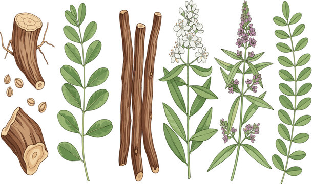  Detailed Botanical Vector Set of Licorice Plant Components Including Roots, Stems, Leaves, Flowers, and Seeds, Illustrating Natural Sweeteners, Herbal Medicine, and Organic Ingredient Collections..